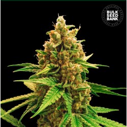 WINNING CAKE · Bulk Seed Bank · cannabis seeds · Fem