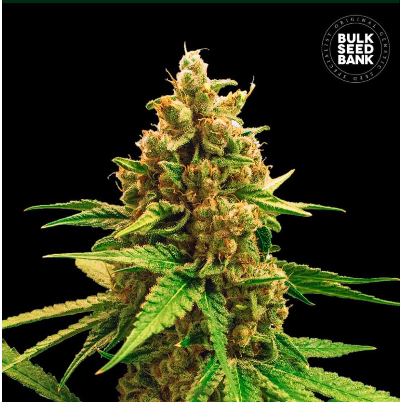 WINNING CAKE · Bulk Seed Bank · cannabis samen · Fem