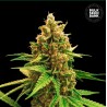 WINNING CAKE · Bulk Seed Bank · kenevir tohum · Fem
