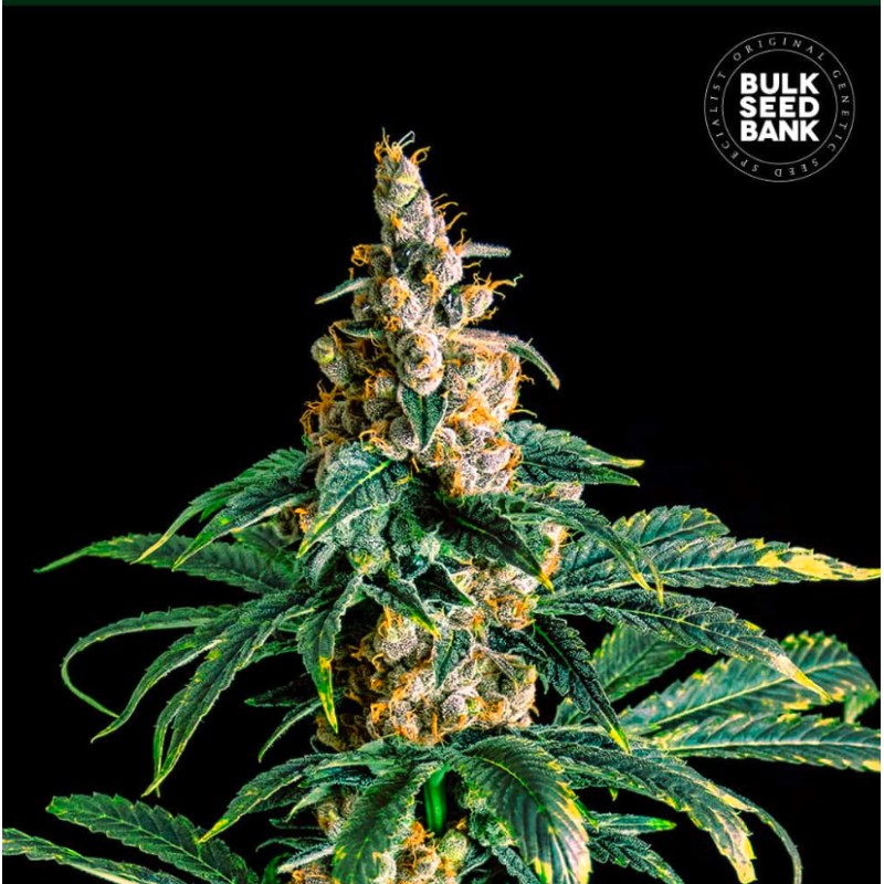 ZKITTLY ZI ZI · Bulk Seed Bank · semi di canapa · Fem