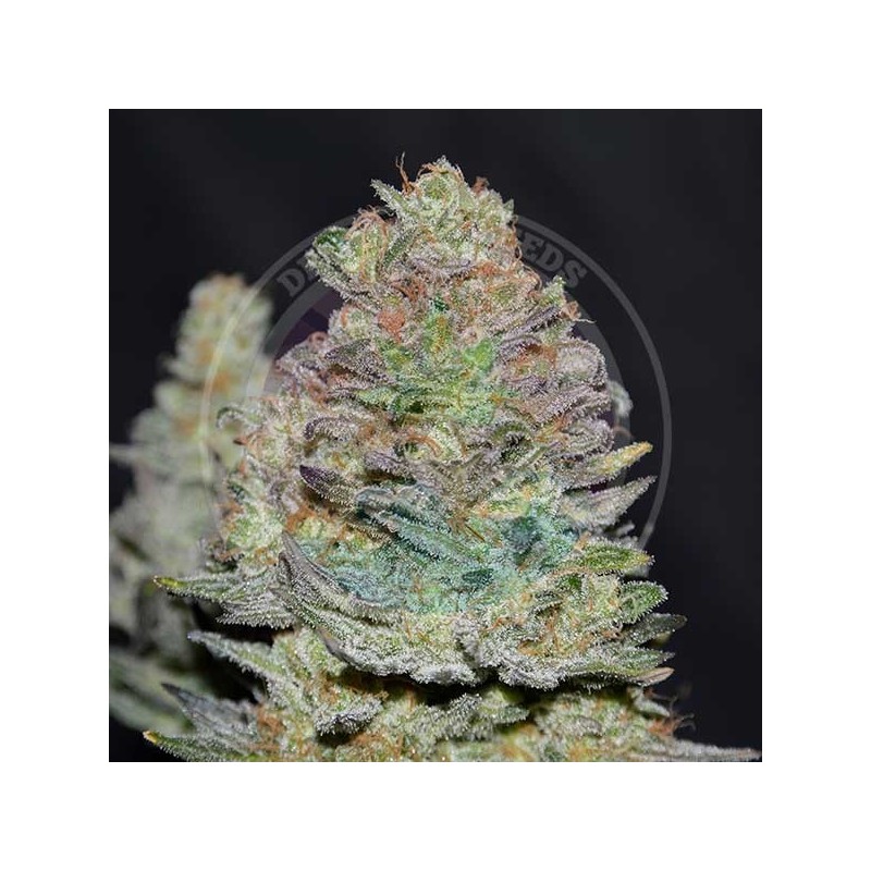 DELICIOUS COOKIES AUTO · Delicious · semi di canapa  · AutoFem