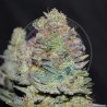 DELICIOUS COOKIES AUTO · Delicious · semi di canapa  · AutoFem