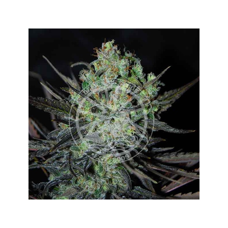 ELEVEN ROSES AUTO · Delicious · semi di canapa  · AutoFem