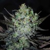 ELEVEN ROSES AUTO · Delicious · cannabis seeds · AutoFem