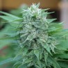 MOBY DELICIOUS · Delicious · cannabis seeds · Fem