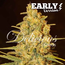 CRITICAL SENSI STAR EARLY VERSION · Delicious · cannabis seeds · Fem