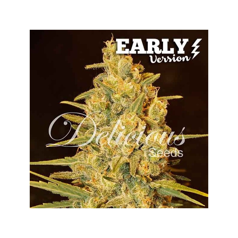 CRITICAL SENSI STAR EARLY VERSION · Delicious · semi di canapa · Fem