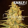 CRITICAL SENSI STAR EARLY VERSION · Delicious · semi di canapa · Fem