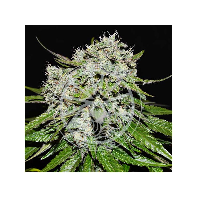 NEVILLE`S ROSE AUTO · Delicious · semi di canapa  · AutoFem