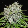 NEVILLE`S ROSE AUTO · Delicious · semi di canapa  · AutoFem