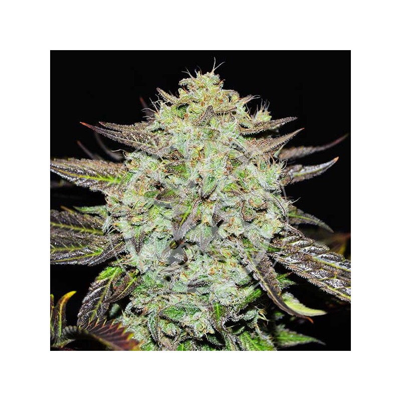 PURPLE MANGO KUSH · Delicious · cannabis seeds · Fem