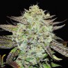 PURPLE MANGO KUSH · Delicious · cannabis seeds · Fem