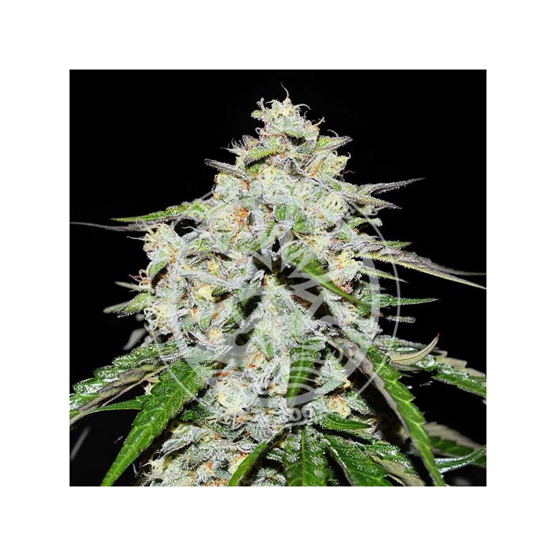 SPACE COOKIES AUTO · Delicious · cannabis seeds · AutoFem