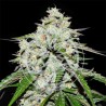 SPACE COOKIES AUTO · Delicious · semi di canapa  · AutoFem