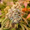 SUNDAY PUNCH · Delicious · cannabis samen · Fem