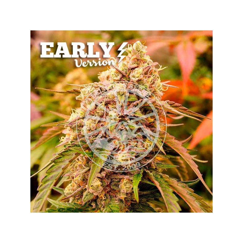SUNDAY PUNCH EARLY VERSION · Delicious · cannabis samen · Fem