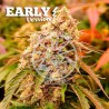 SUNDAY PUNCH EARLY VERSION · Delicious · cannabis seeds · Fem