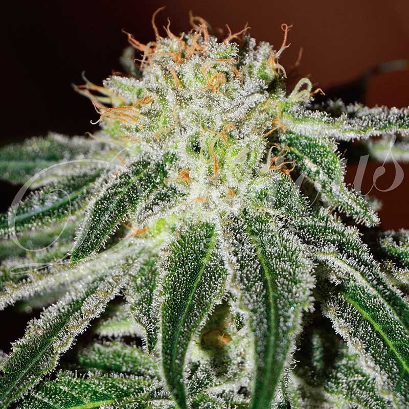 BLACK RUSSIAN · Delicious · semi di canapa · Fem