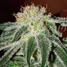 BLACK RUSSIAN · Delicious · semi di canapa · Fem