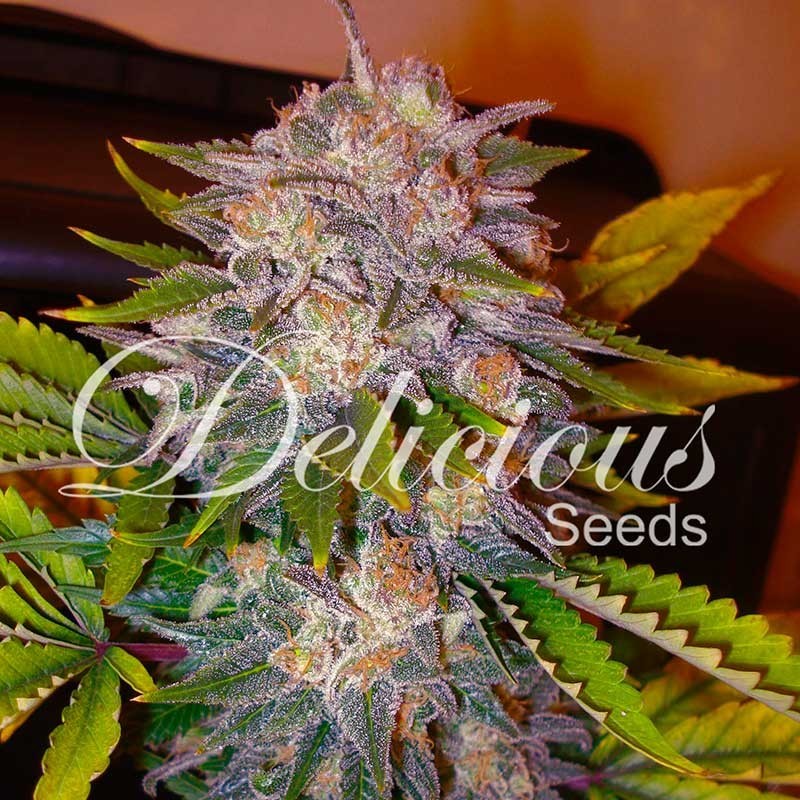 CARAMELO · Delicious · sementes de maconha · Fem
