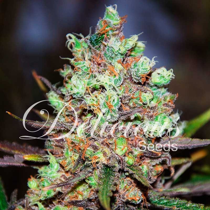 COTTON CANDY KUSH · Delicious · semi di canapa  · Fem