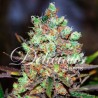COTTON CANDY KUSH · Delicious · semi di canapa  · Fem