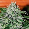 CRITICAL JACK HERER · Delicious · semi di canapa · Fem