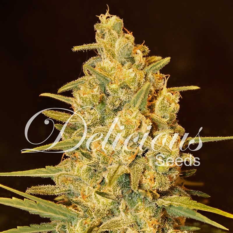 CRITICAL SENSI STAR · Delicious · semi di canapa · Fem