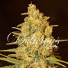CRITICAL SENSI STAR · Delicious · semi di canapa · Fem