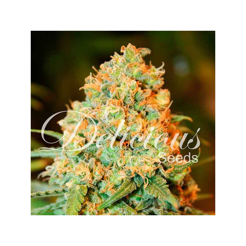 CRITICAL SUPER SILVER HAZE · Delicious · semi di canapa · Fem