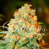 CRITICAL SUPER SILVER HAZE · Delicious · semi di canapa · Fem