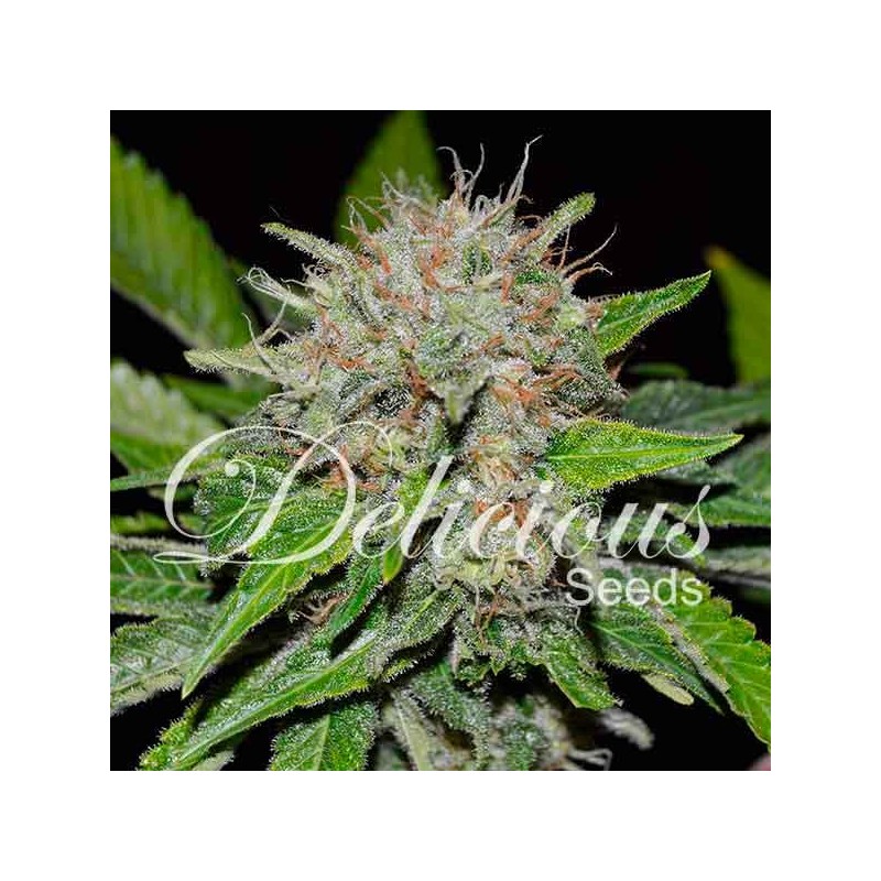 DEEP MANDARINE CBD · Delicious · semi di canapa · Fem