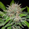 DEEP MANDARINE CBD · Delicious · cannabis seeds · Fem