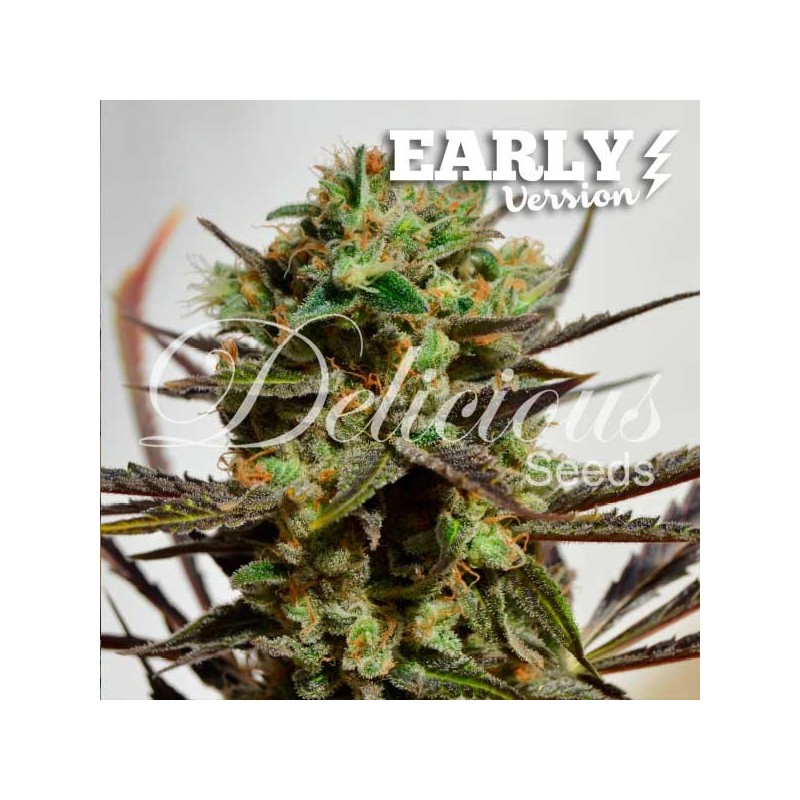 DELICIOUS CANDY EARLY VERSION · Delicious · semi di canapa · Fem
