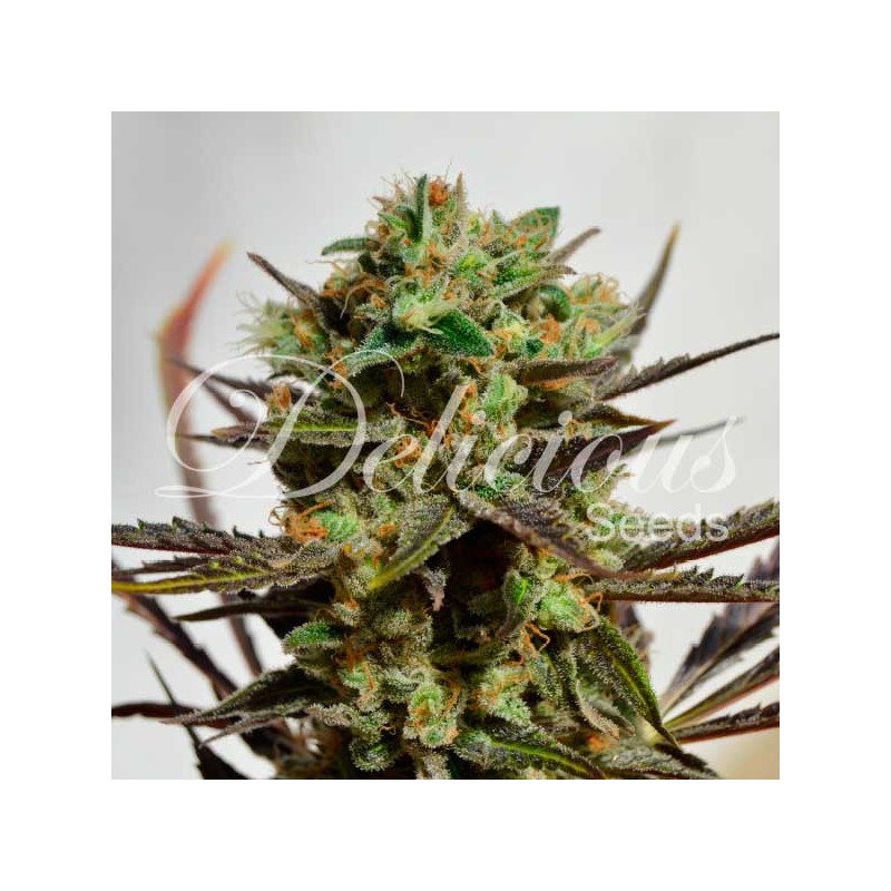 DELICIOUS CANDY · Delicious · semi di canapa · Fem