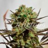 DELICIOUS CANDY · Delicious · semi di canapa · Fem