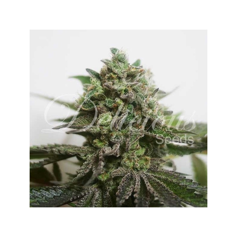 DELIMED CBD PLUS · Delicious · semi di canapa · Fem