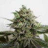 DELIMED CBD PLUS · Delicious · semi di canapa · Fem