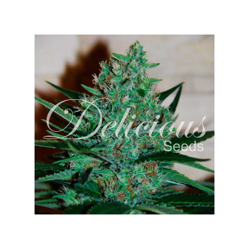 FRUITY CHRONIC JUICE · Delicious · semi di canapa · Fem