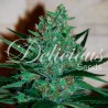 FRUITY CHRONIC JUICE · Delicious · kenevir tohum · Disi · Fem