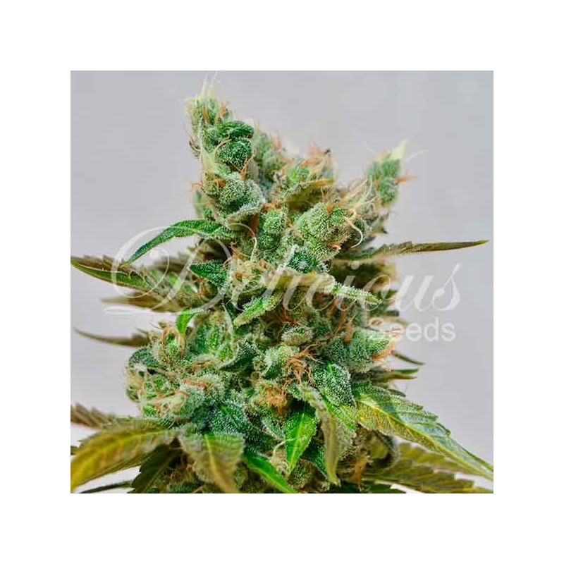 HONEYBELLS CBD · Delicious · semi di canapa · Fem
