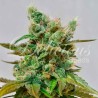 HONEYBELLS CBD · Delicious · semi di canapa · Fem