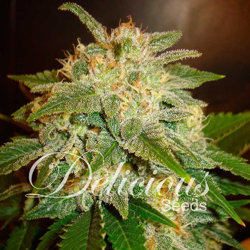 LA BELLA AFRODITA AUTO · Delicious · sementes de maconha · AutoFem