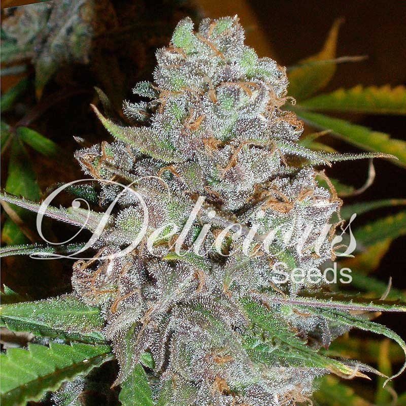 LA DIVA AUTO · Delicious · cannabis seeds · AutoFem