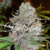 LA DIVA AUTO · Delicious · sementes de maconha · AutoFem