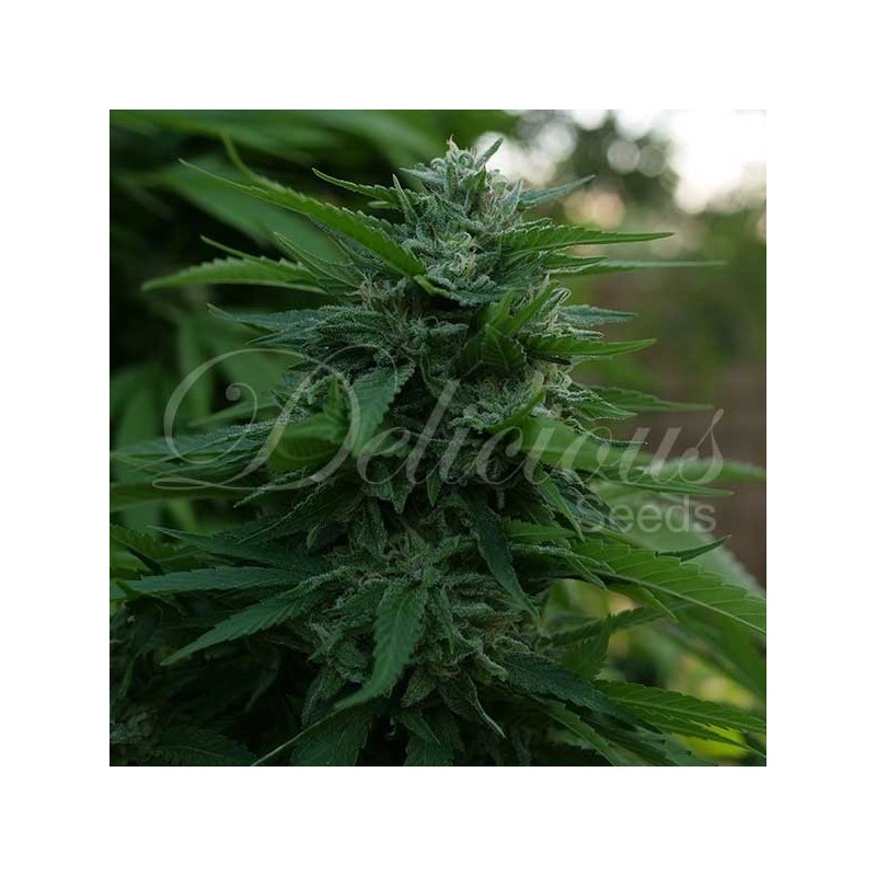 LORD KUSH · Delicious · semi di canapa · Fem