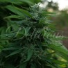 LORD KUSH · Delicious · semi di canapa · Fem