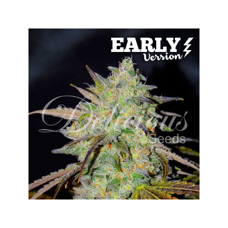 MARMALATE EARLY VERSION · Delicious · semi di canapa · Fem