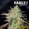 MARMALATE  EARLY VERSION · Delicious · semi di canapa · Fem