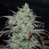 MARMALATE · Delicious · cannabis seeds · Fem